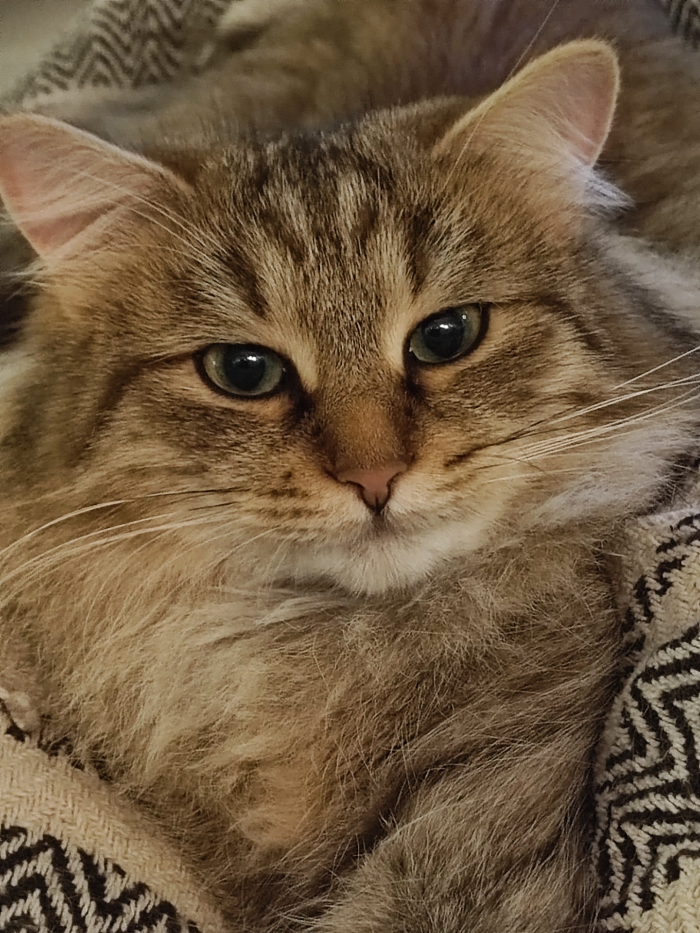 SE*Wii Chante Samantha 🩷