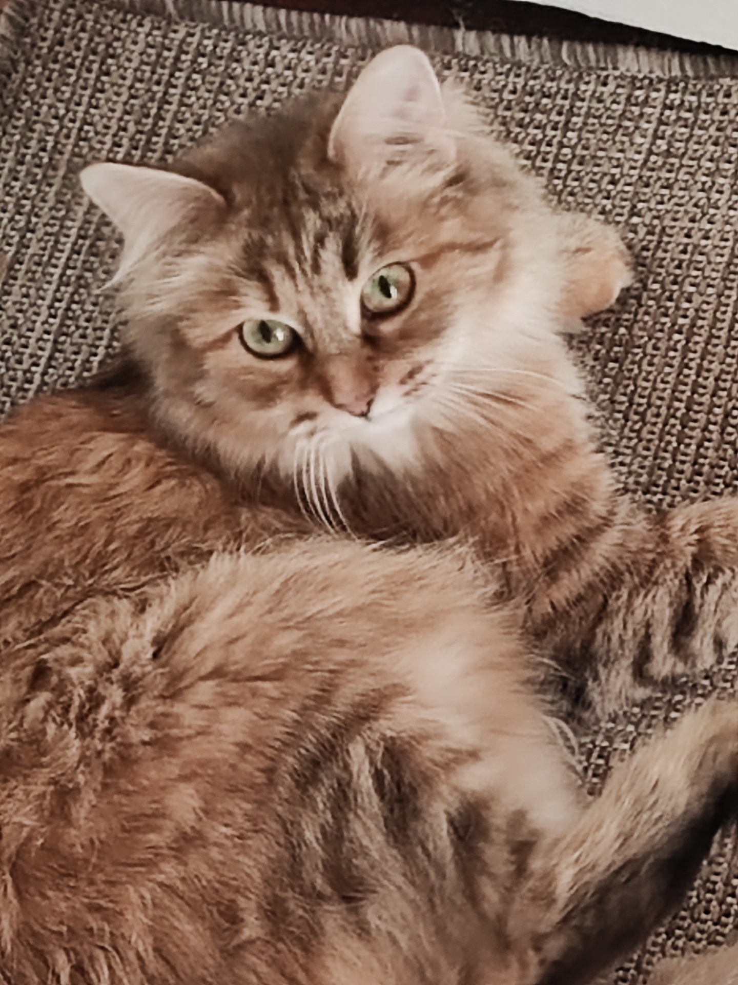 S*Zaribs Kira av Conrad💗