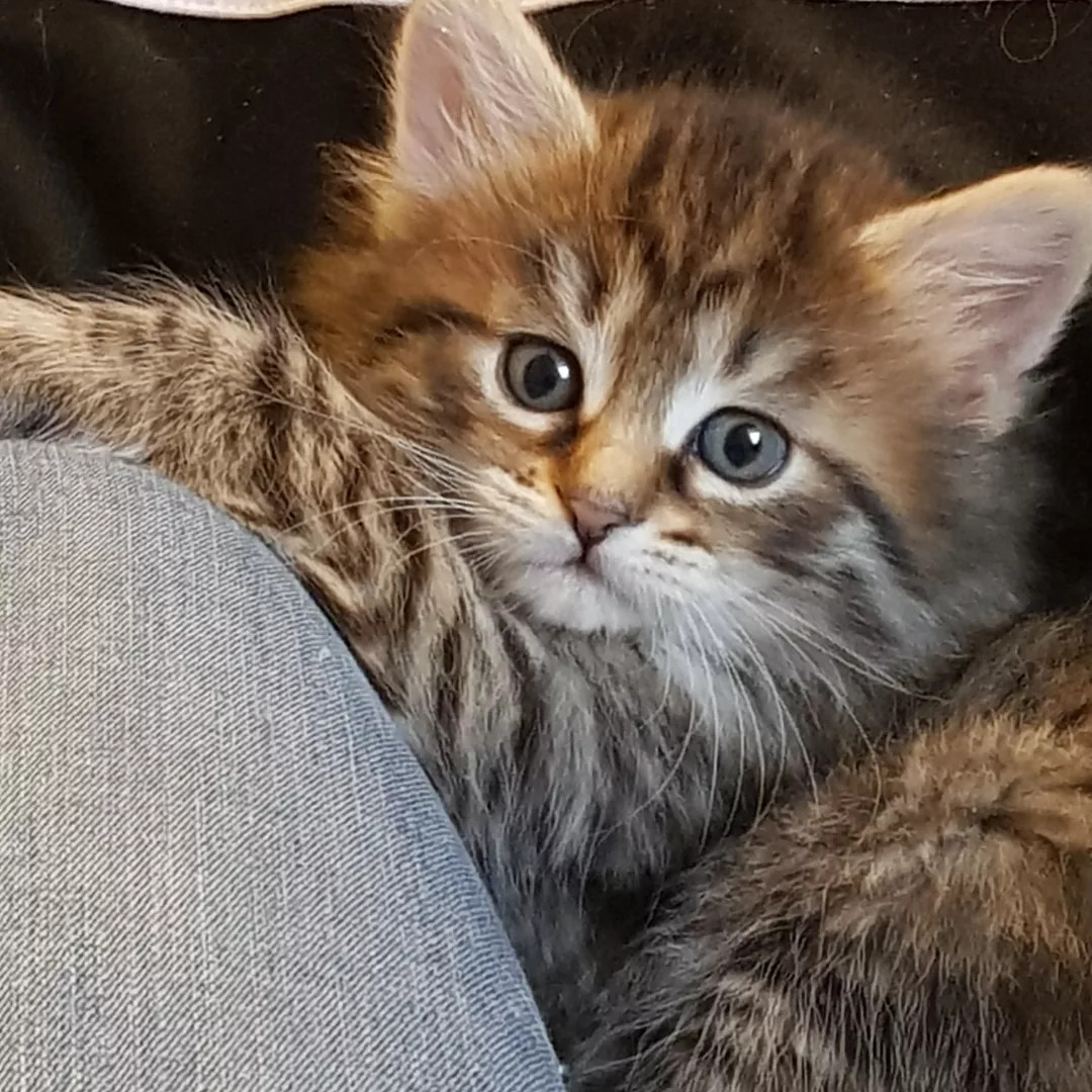 SE*Wii Chante Samantha 🩷som liten