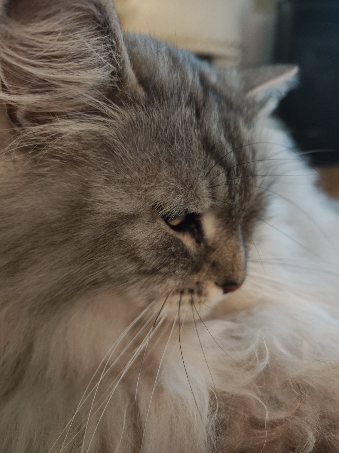 SE*Wii Chante Aslan vår goa gamla mysfarbror🩵